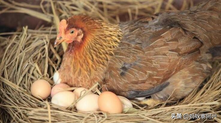母鸡为啥可以无卵生蛋,母鸡可以不需要公鸡授精吗