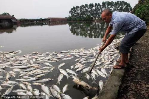 四大家鱼鱼病有效预防治疗,预防鱼肠炎最有效的方法