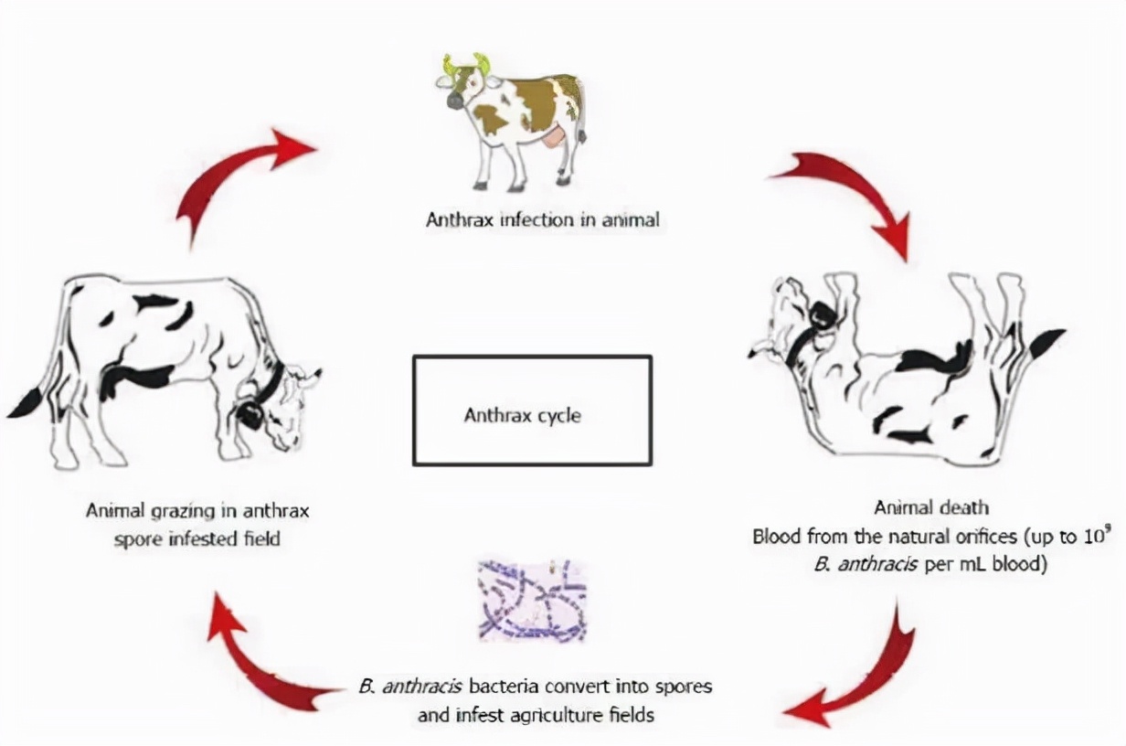 吃牛羊肉会得炭疽病吗,近期炭疽病例