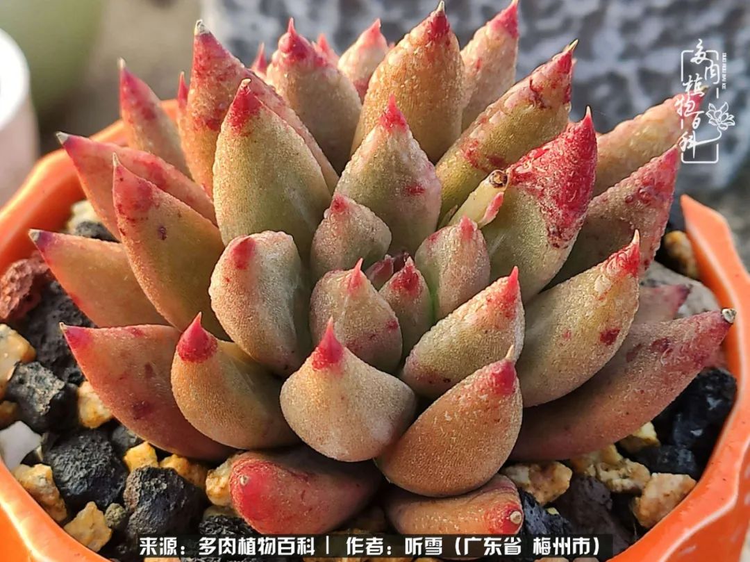 爱上多肉精致生活,爱上多肉我们的减压法宝