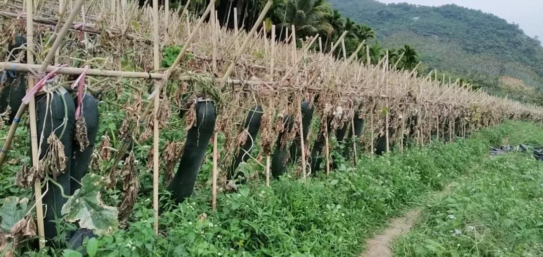 大冬瓜品种介绍,今年的大冬瓜视频
