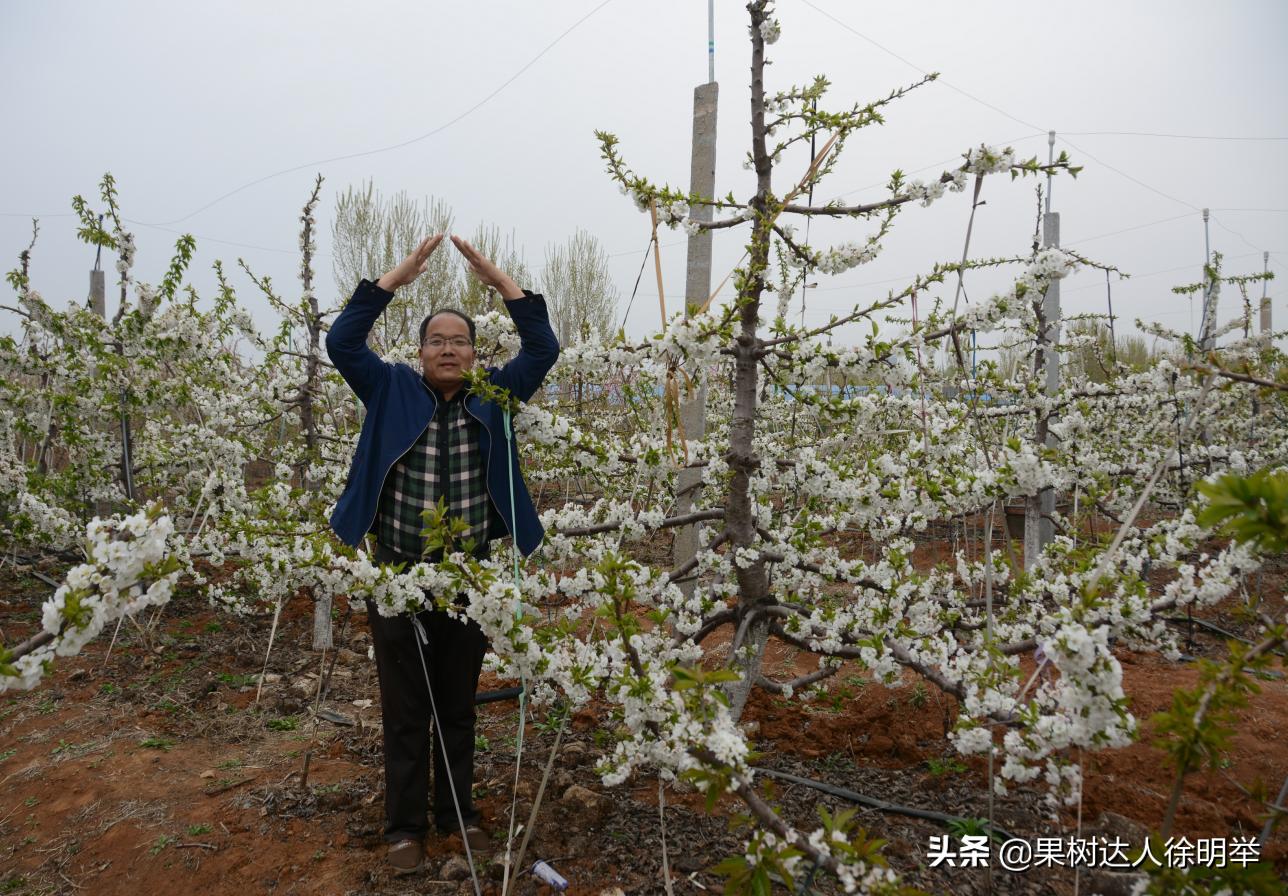 大樱桃全年管理主要防治病虫害,大樱桃开春管理