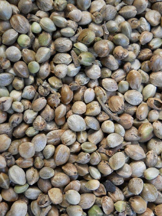 火麻子仁的古法吃法,火麻子怎样去掉壳