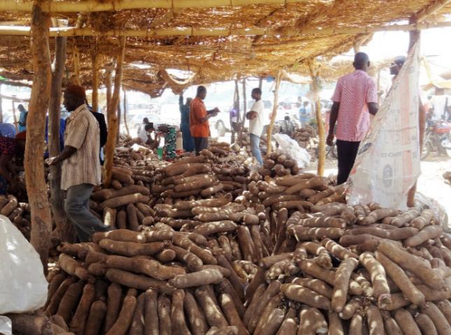 山药种苗繁殖技术,山药育苗留种技术