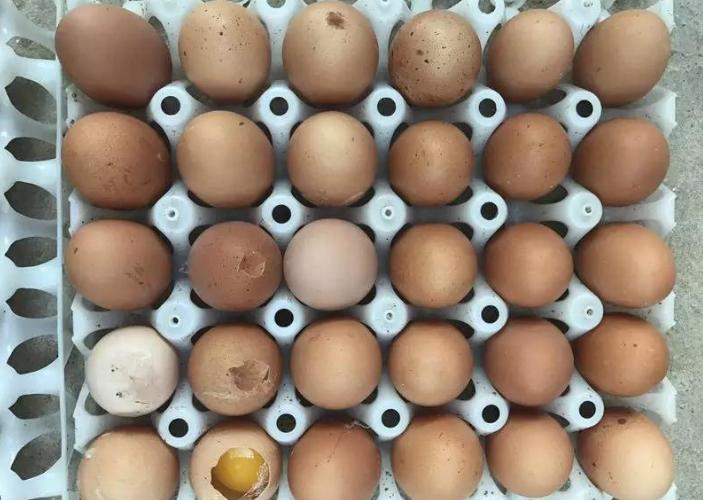 鸡蛋壳很硬的鸡蛋好不好,蛋壳特别薄脆的鸡蛋好不好