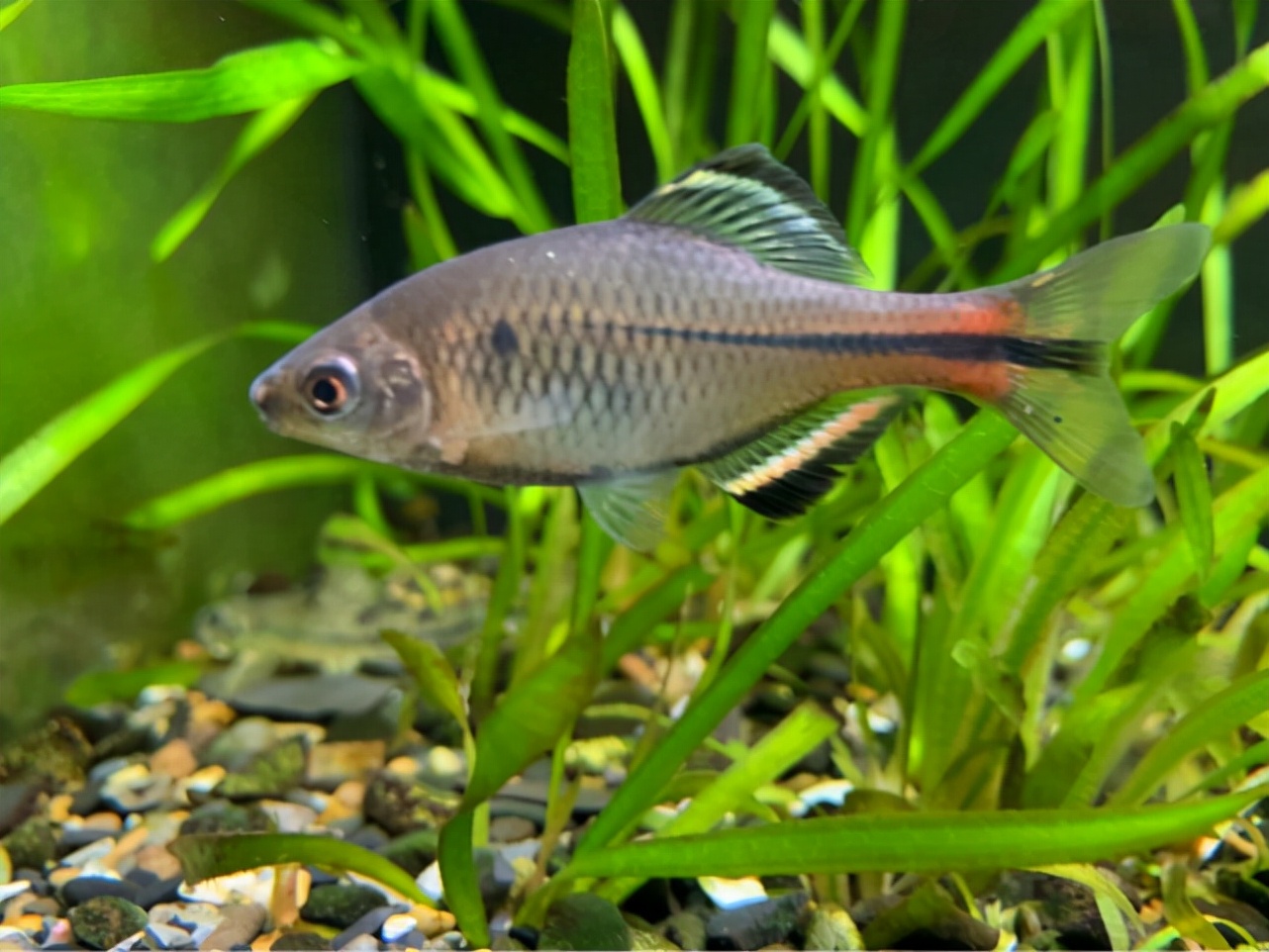 鳑鲏以前被人嫌弃的鱼,鳑鲏鱼经济价值