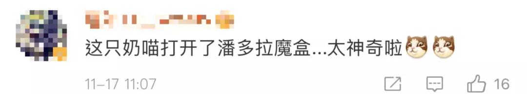 漂亮小奶猫喝奶,4只小奶猫吃豪华大餐