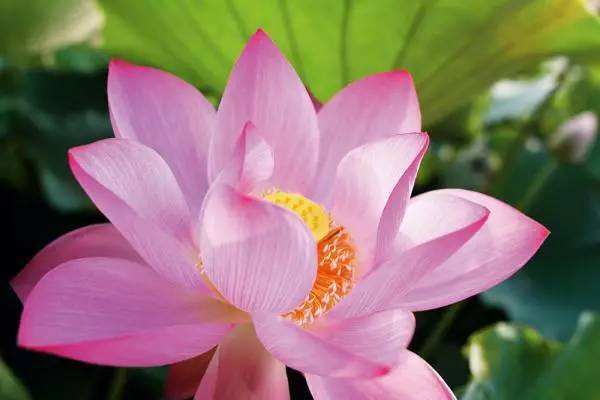 王阿姨买藕自己养，放在大缸里长出满缸，放点小鱼意境好