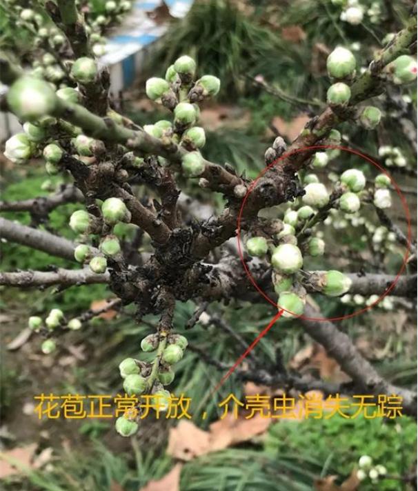 介壳虫的正确杀法,如何除去介壳虫