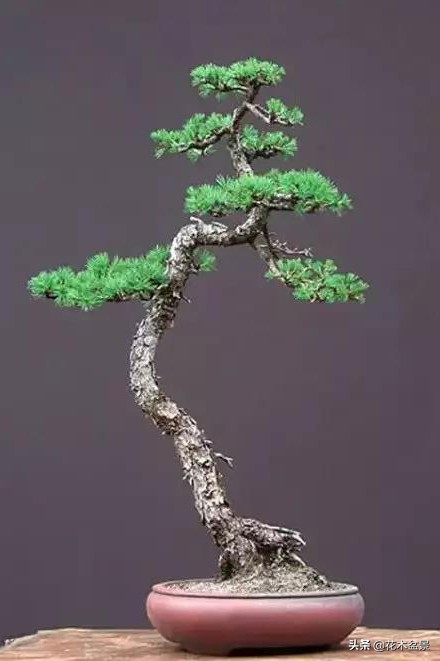 文人树盆景，宣泄一种情绪，吐露一种幽愤