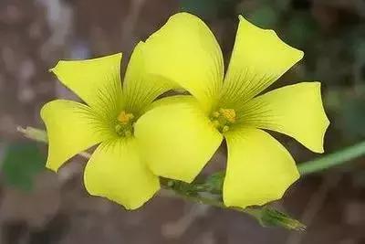 100种花的花语以及送花礼仪分享,100种花的名字和图片带花语