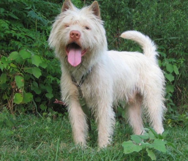 狩猎能力最强的猫,最凶残的下司犬排名