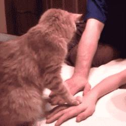 猫猫为什么总把脚放我脸上,为什么猫猫喜欢把头埋在臂弯