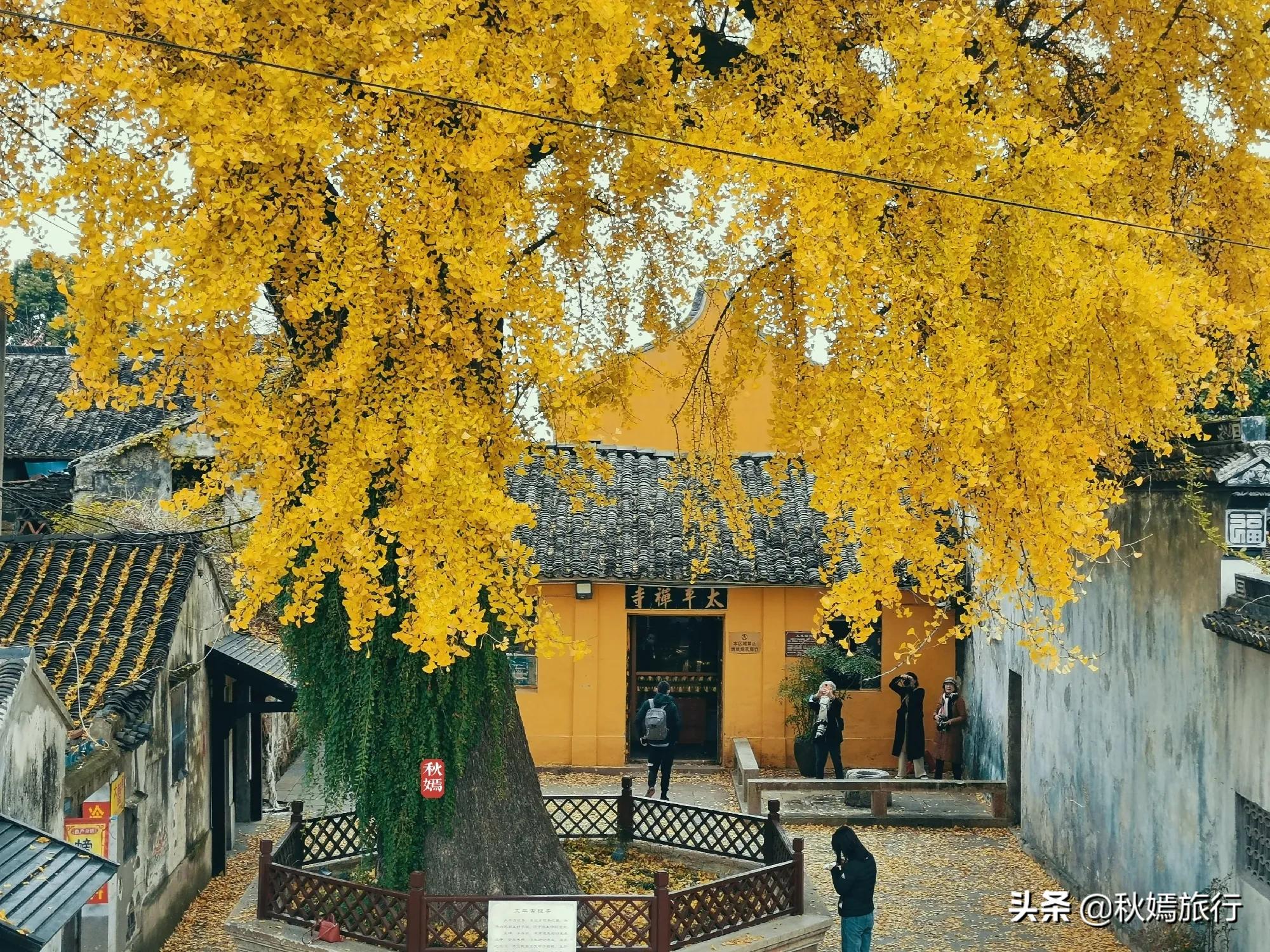 相城区北桥镇千年银杏树,苏州相城银杏打卡