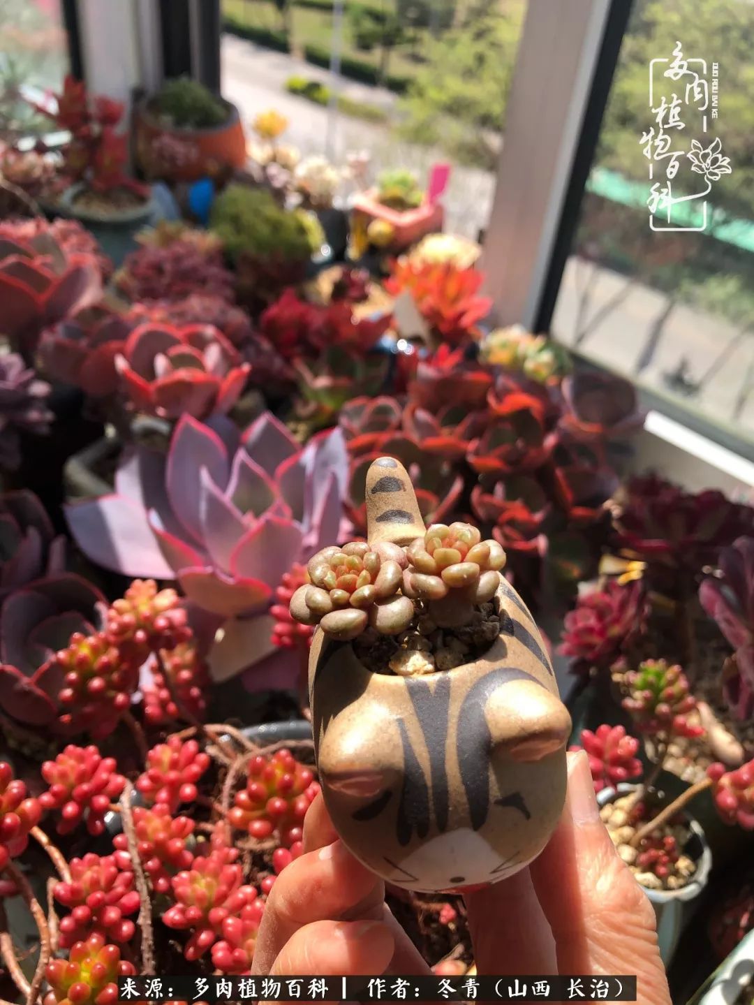 新手养的多肉怎么管理好看,阳台养多肉正确方法