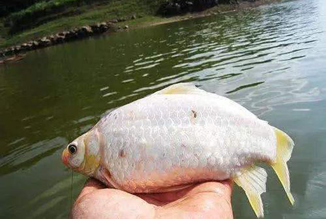 日本假鲫鱼入侵，却成钓友们的美味，一钓就一桶，比土生鲫鱼好吃