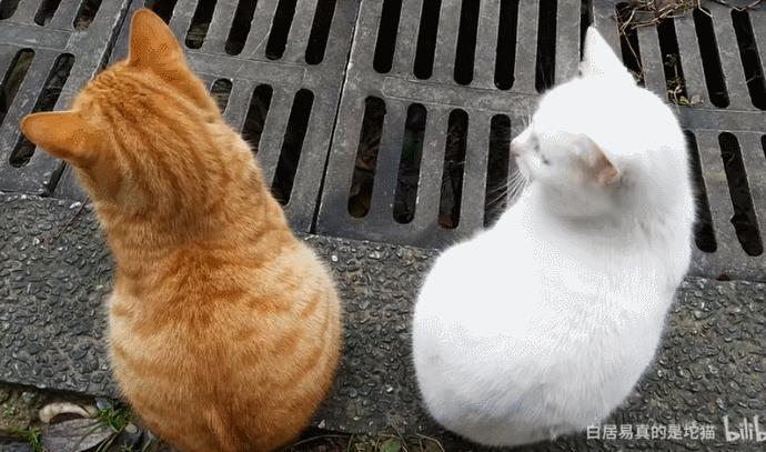 pdd买猫和老鼠,pdd两百买的猫