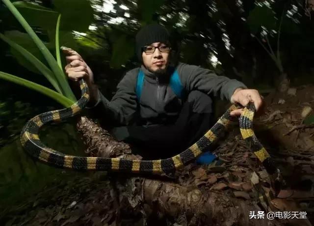 购买毒宠成瘾，甚至为此险些丧命，这是什么奇葩欲望？