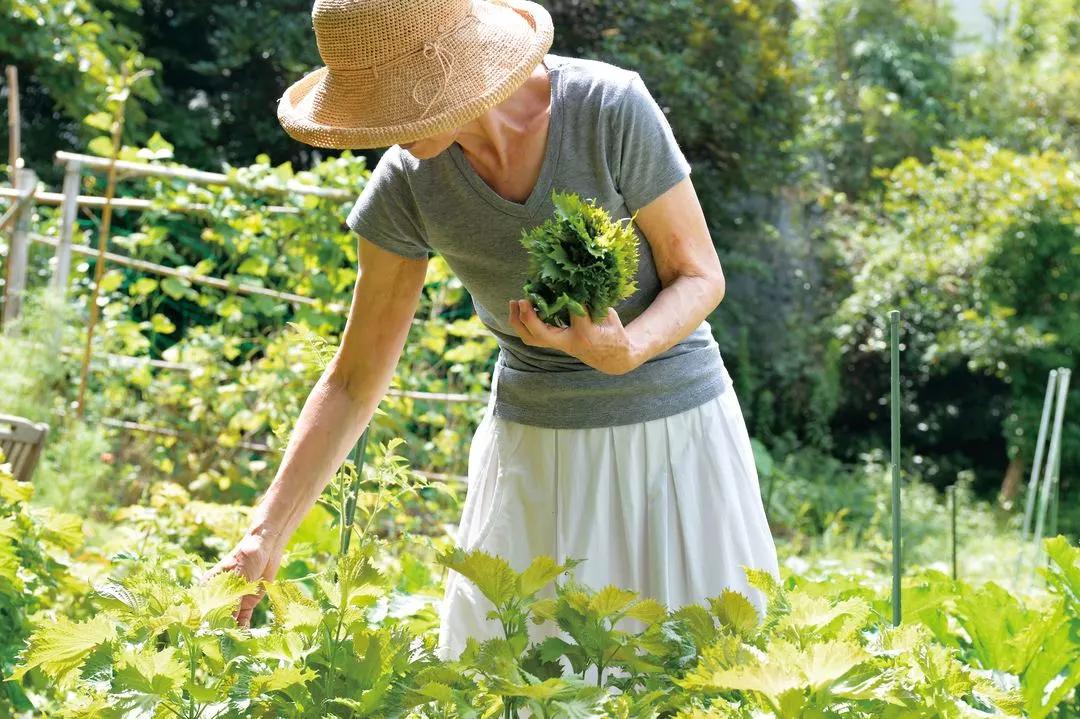 75岁日本家庭主妇日常,日本中年家庭主妇一天的真实生活