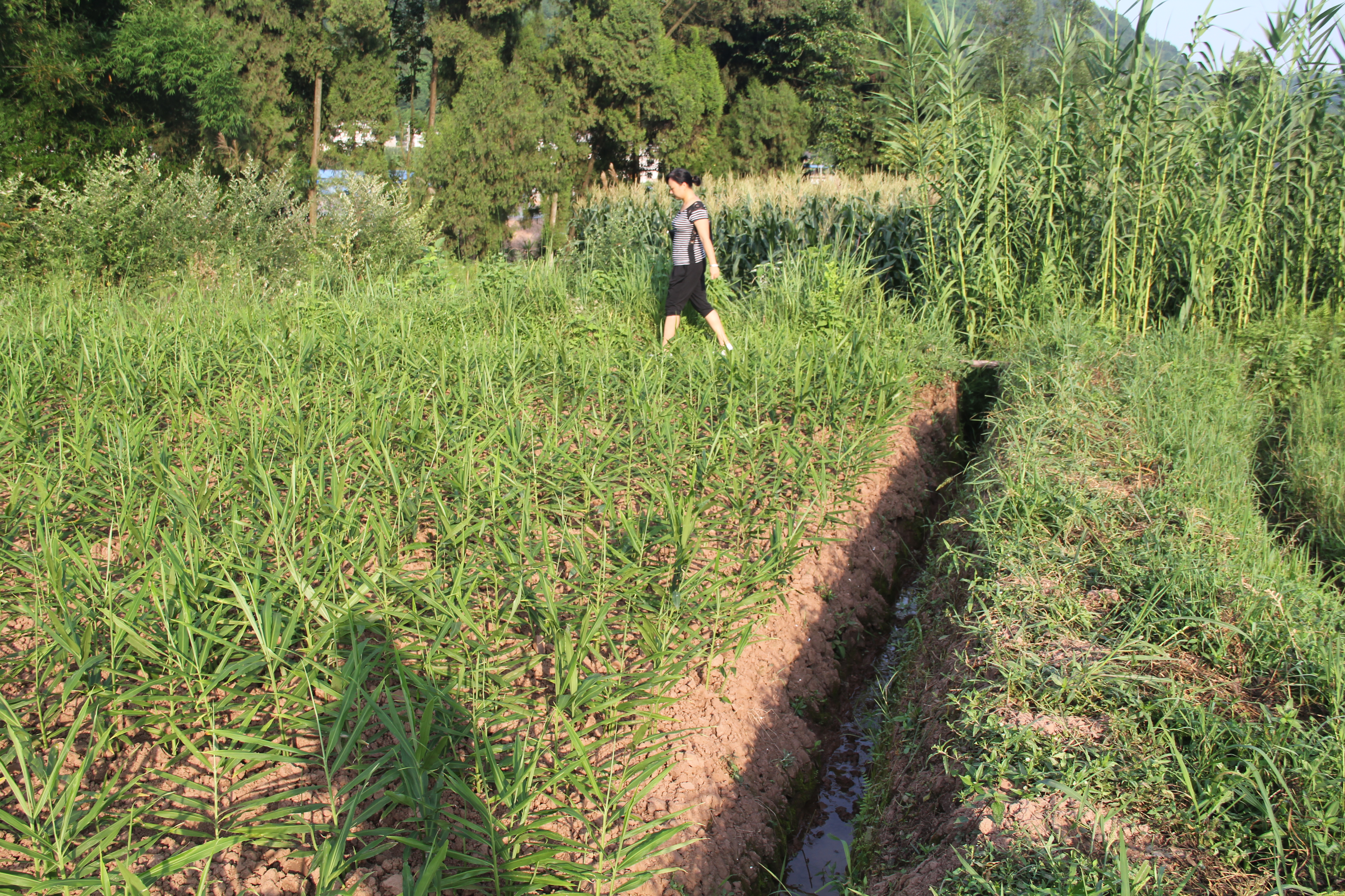 楼顶生姜怎么种植高产,想要生姜种植高产这些技术少不了