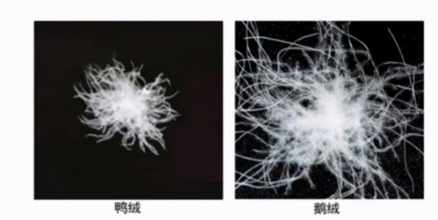 羽绒界扫地僧，将北面加拿大鹅按在地上摩擦，能抗-196℃液氮
