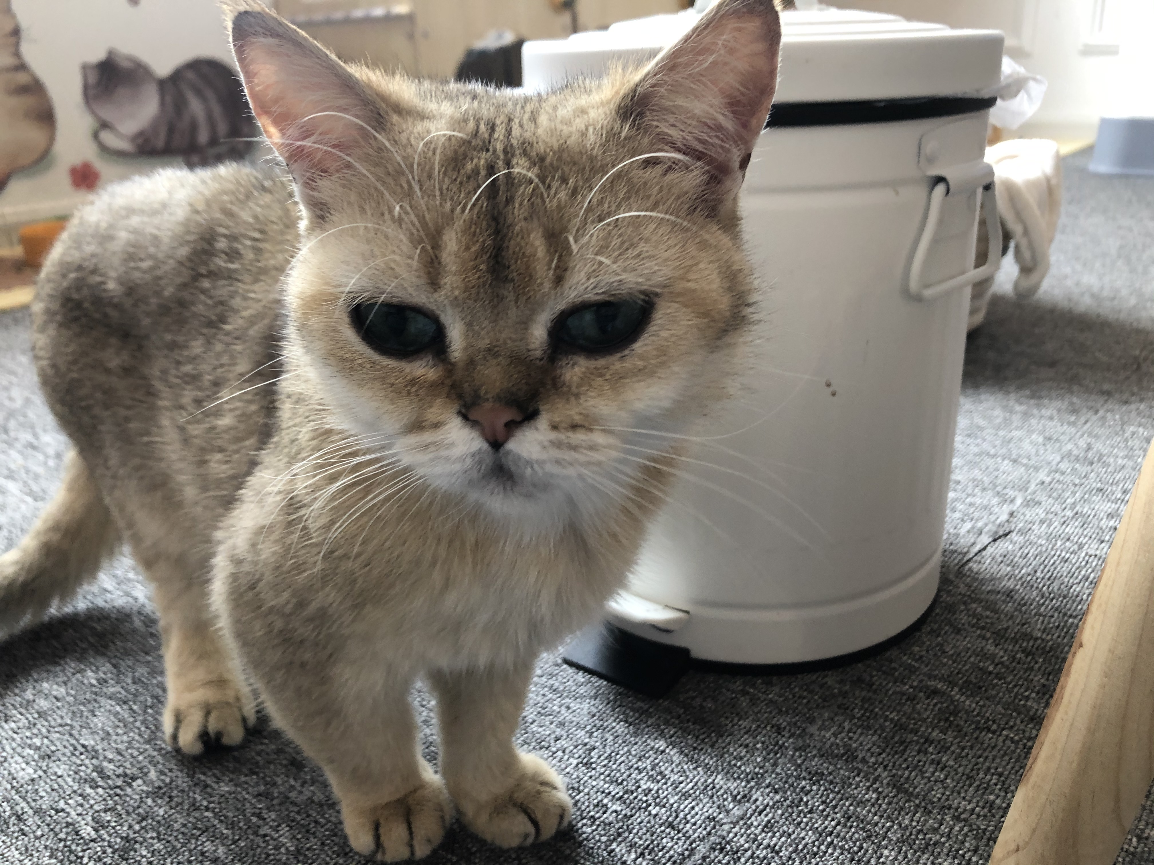 新手养猫注意事项和安全,室内养猫十大忌及忌讳