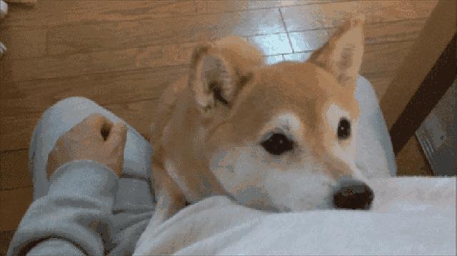 不办狗证狗被抓,不办狗证的狗被抓走会怎样