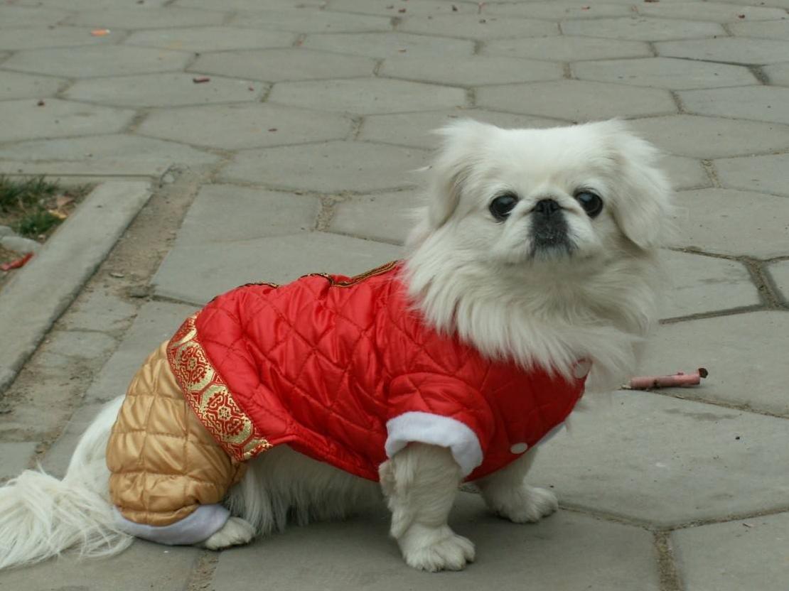 为什么京巴越养越少了,京巴为啥很少有人养