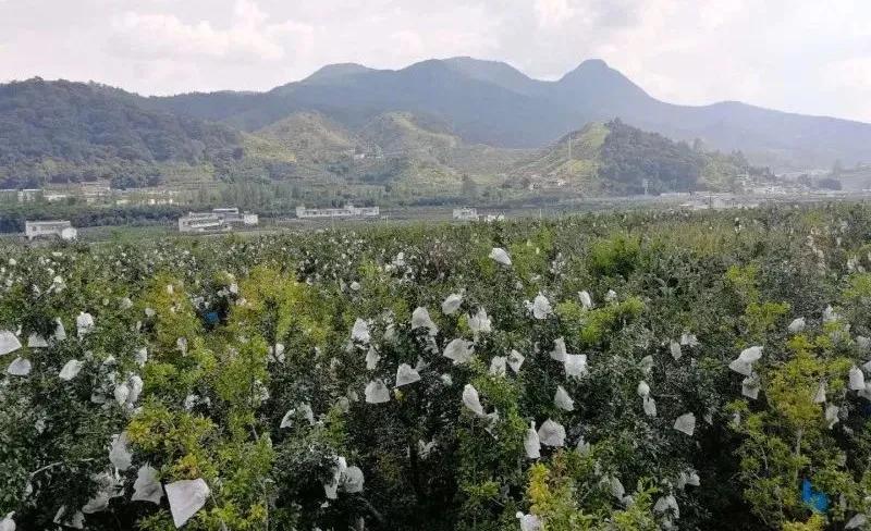 好吃不吐籽的突尼斯软籽石榴来了,被誉为可以吃的雅诗兰黛软籽石榴