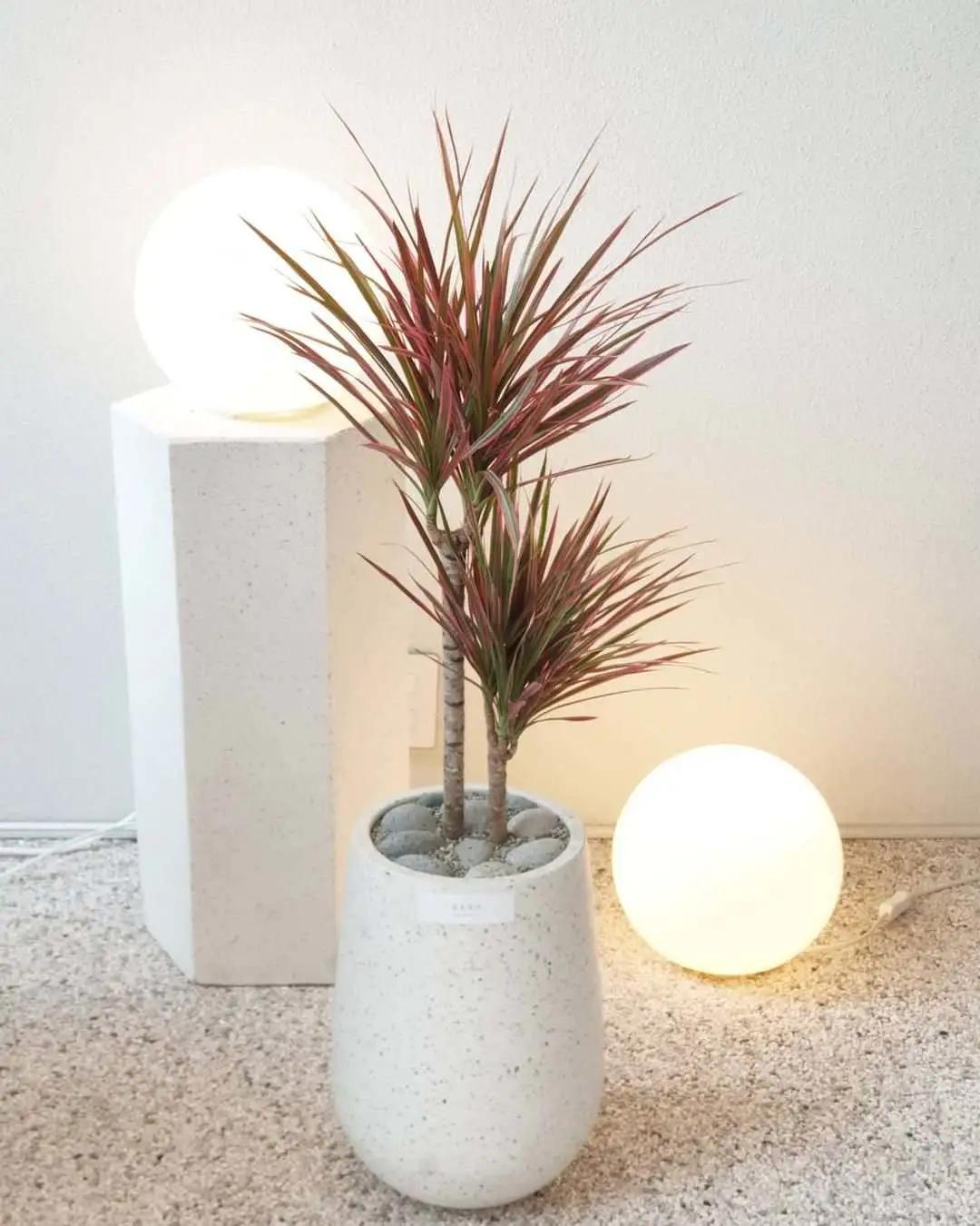 ins十大网红绿植,ins网红绿植大全