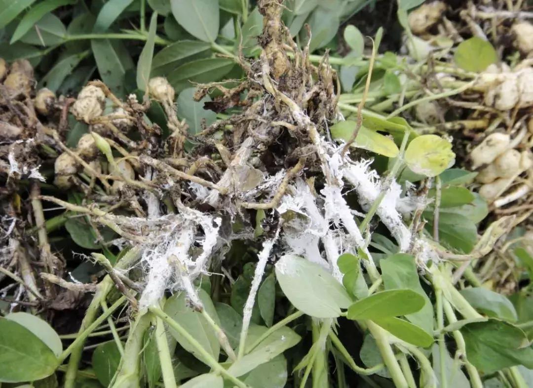 花生病害图谱及防治方法,花生幼苗期各种病害大全大图