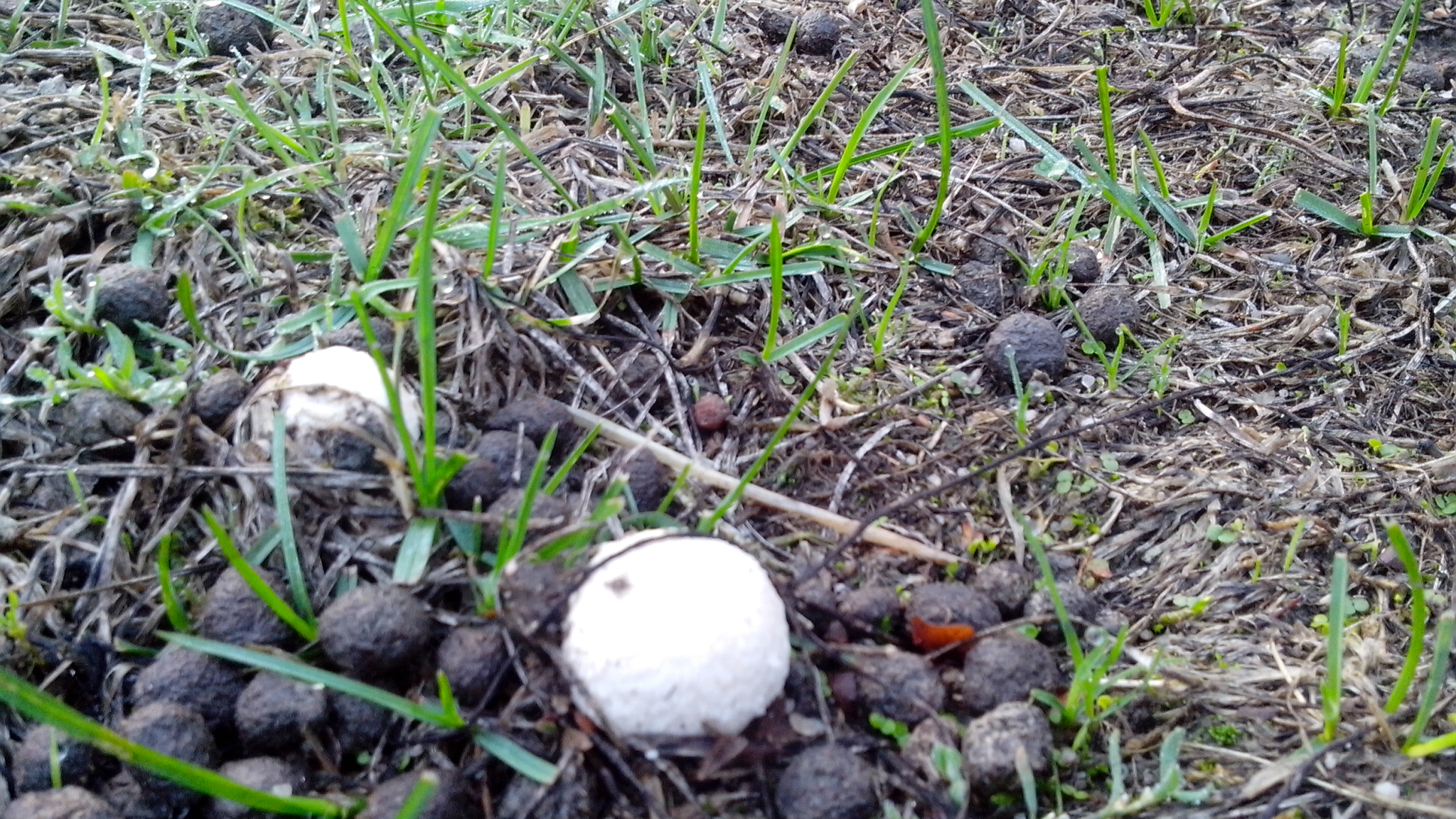 德国男人的真正面目,德国男人严谨的习惯