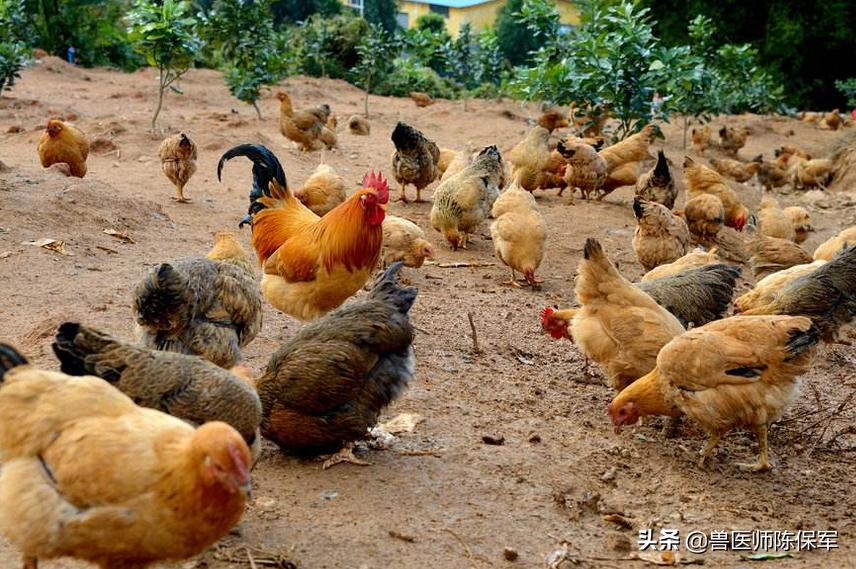 小鸡啄羽啄肛是什么原因,鸡啄羽啄肛的原因和解决方法