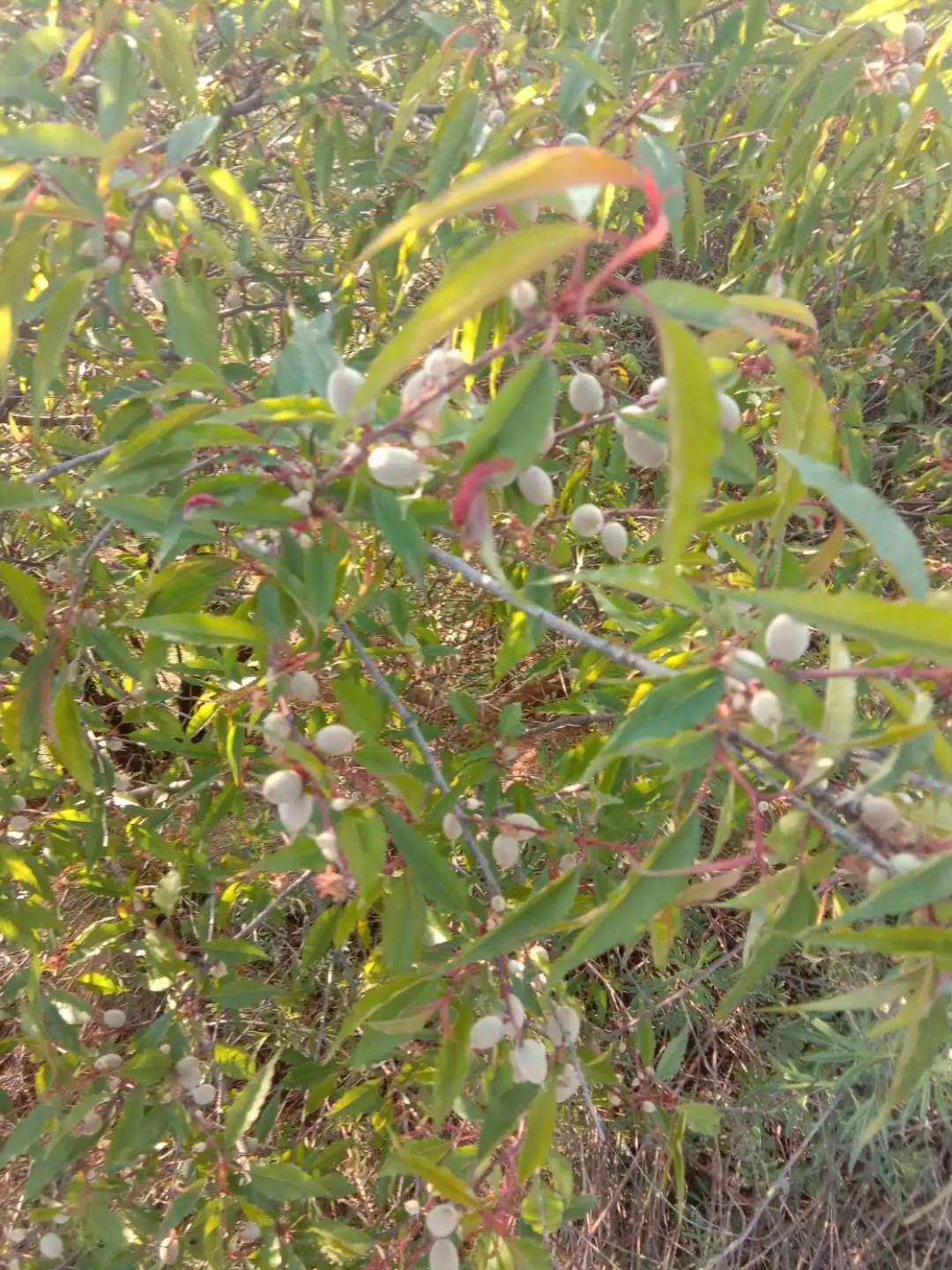 努比亚越来越火了,努比亚当年爆火的原因