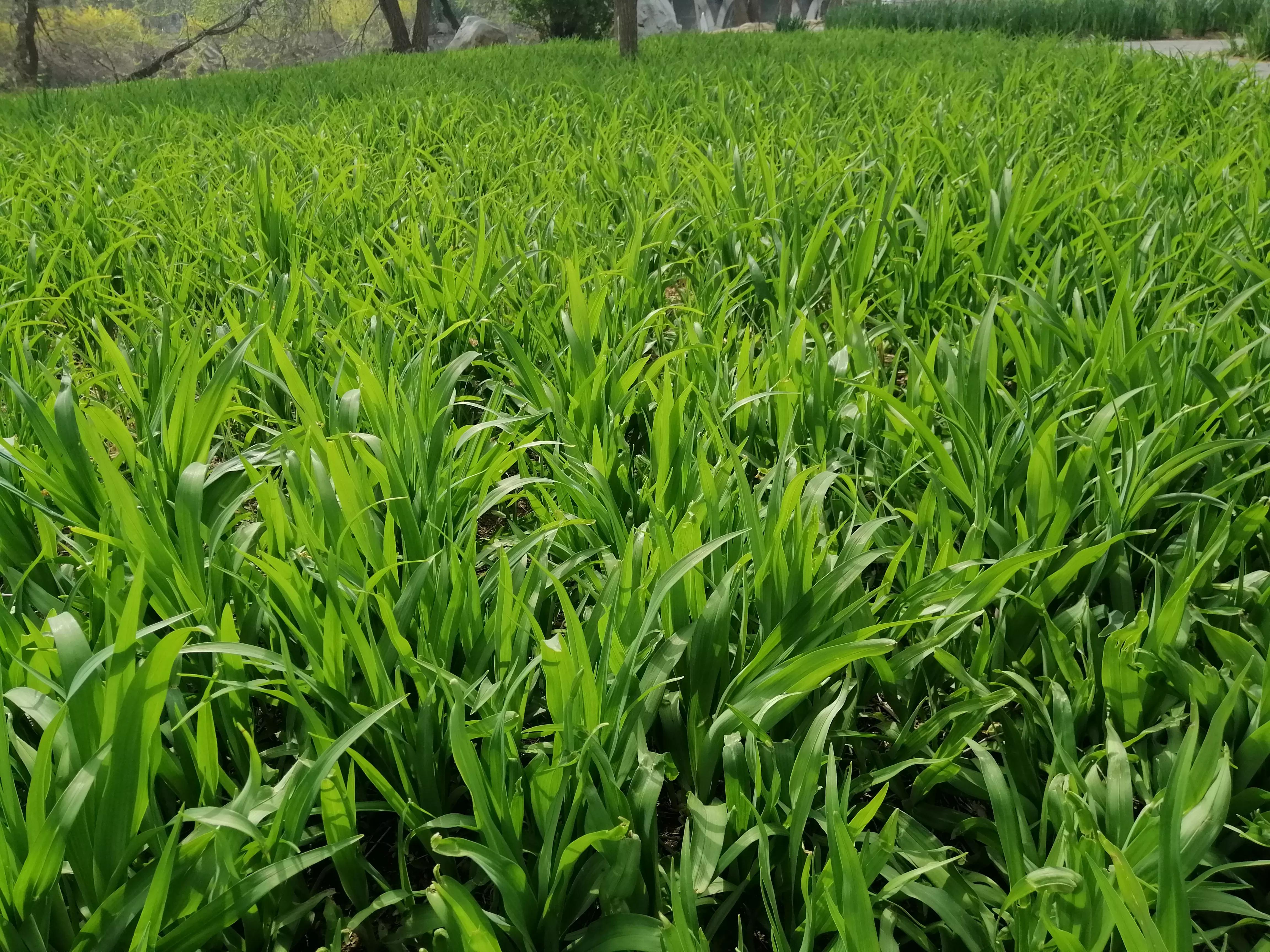 苦瓜干泡水喝的功效,苦油菜做法