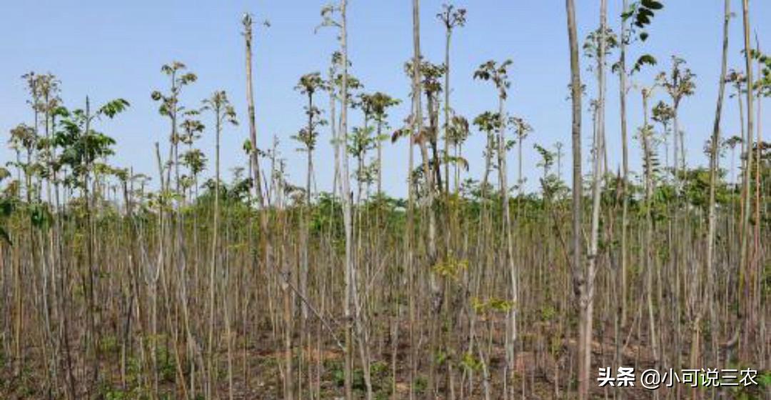 香椿种植前景和销路,香椿种植市场前景及市场价格