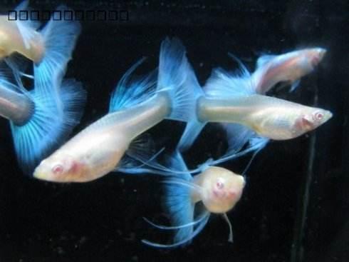 饲养孔雀鱼需要注意到什么,孔雀鱼饲养的注意事项