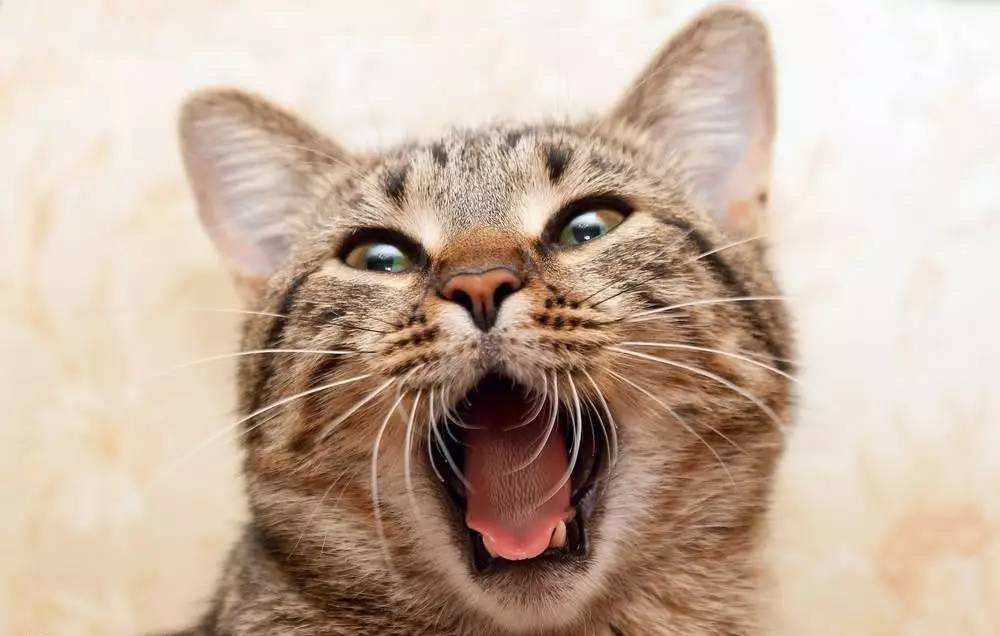 怎么解决猫咪口臭的问题,铲屎官怎么消除异味