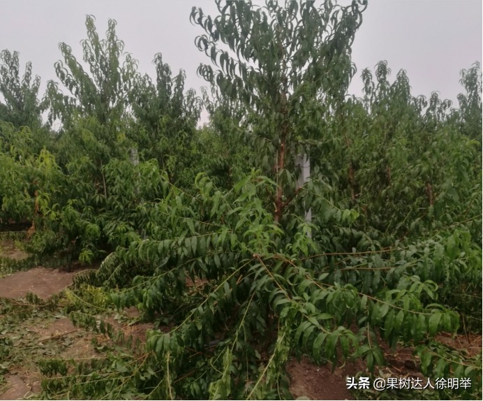 主干形桃树夏季桃树怎么修剪,桃树y形修剪管理技术