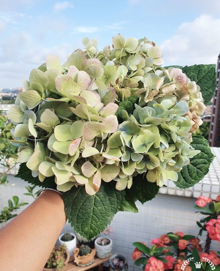 15平米露台改造成功案例,50平方楼顶改造露台和花园