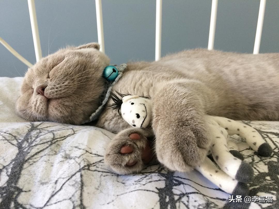 辟谣：不是只有狗狗会藏东西，猫咪一旦鸡贼起来什么玩具都能玩丢