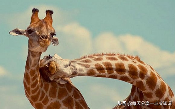 长颈鹿动物冷知识,长颈鹿有趣冷知识