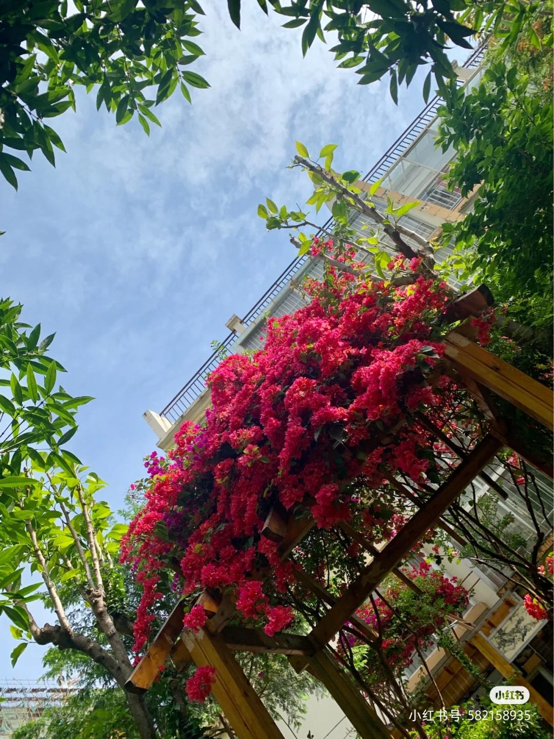 被大理丽江掩盖风头又怎样？它才是云南No.1！5月它太美了