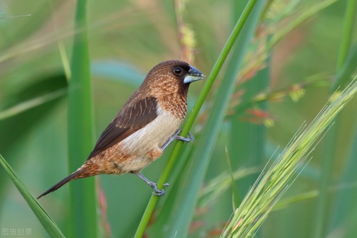 东江揽胜,惠州淡水常见鸟类图谱