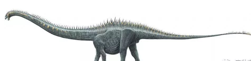 蓝鲸是有史以来最大的动物吗,蓝鲸是世界上最大的动物