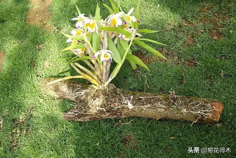 条状石斛和钉状石斛的区别,翅梗石斛与黑毛石斛的区别