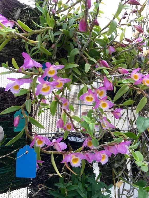 开花时间最长最香最好养的兰花,一年四季开花的兰花有几种