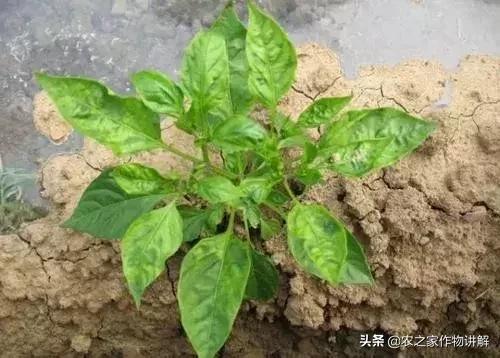 抗细菌真菌病毒的药,杀真菌最彻底的特效药曲安奈德