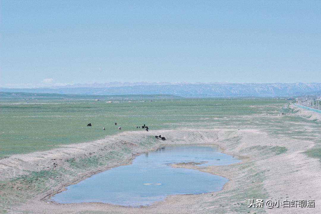 青海最好喝的五种酒,青海比较畅销的酒