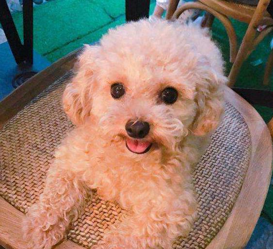 六种贵宾犬,哪种颜色的贵宾好看